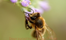 手机号轰在线网页版入口